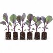 Rode kool plantjes koop je bij moestuinenbloem.nl
