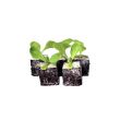 Roodlof plantjes kopen