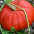 Pompoenplanten koop je bij moestuinenbloem.nl