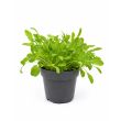 Rucola in pot