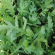 Rucola kun je heel eenvoudig zelf kweken