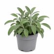 salie in pot