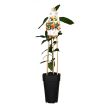 Sinaasappel fruitboom