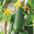 Snack komkommer aan plant