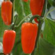 Snack paprika oranje