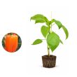 Snackpaprika plant - oranje snackpaprika's