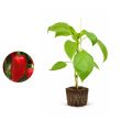 Rode snackpaprika plant