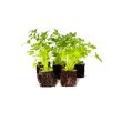 bladpeterselie plantjes kopen