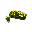 Spaanse margrieten geel