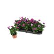 Spaanse margrieten paars