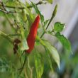 Spaanse peper