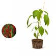 Peperplant rode peper Cayenne