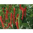 Rijke Spaanse peper plant oogst