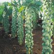 Spruitkool of spruitjes