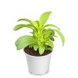 Steviaplant - suikerplant