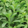 Bladeren van de stevia plant