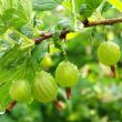 Groene kruisbes