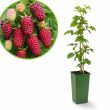 Frambraam / Tayberry - kruising framboos x loganberry