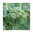 Broccoli plantjes voor de moestuin koop je bij moestuinenbloem.nl