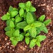 Groene munt