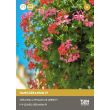 Hanggeranium F1 zaden