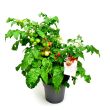 Cherrytomaten aan plant