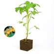 tomatenplant golden nugget