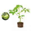 Tomatenplant Green Zebra