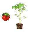 Tomatenplant kopen
