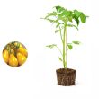 Tomatenplant Yellow Pear