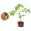 Tomatenplant Andine Cornue