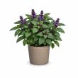 Tuinbasilicum Magic Blue