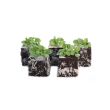 Veldsla plantjes