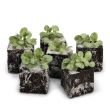 Veldsla per 6 plantjes bij moestuinenbloem.nl