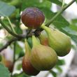 Vijgen aan de vijgenboom Brown Turkey van moestuinenbloem.nl