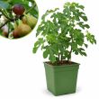 Vijgenplant - vijgenboom - Brown Turkey