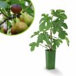 Vijgenplant - vijgenboom - Brown Turkey