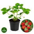 Vima Lima aardbeien per 6 plantjes bij moestuinenbloem.nl
