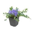 VInca minor