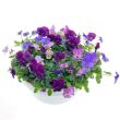 Viooltjes in schaal