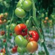 Geënte vleestomaat van moestuinenbloem.nl