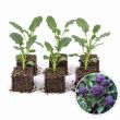 Winterbroccoli - spruitbroccoli