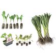 Wintermix - voordelige keuze voor de moestuinen