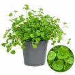 Winterpostelein, superfood vol vitamine C