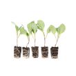 Jonge witte kool plantjes