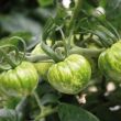 Tomaten Green Zebra
