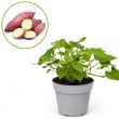 Witte zoete aardappel Erato White