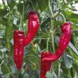 Zoete punt paprika