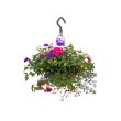 Zomerbloeier in hangpot