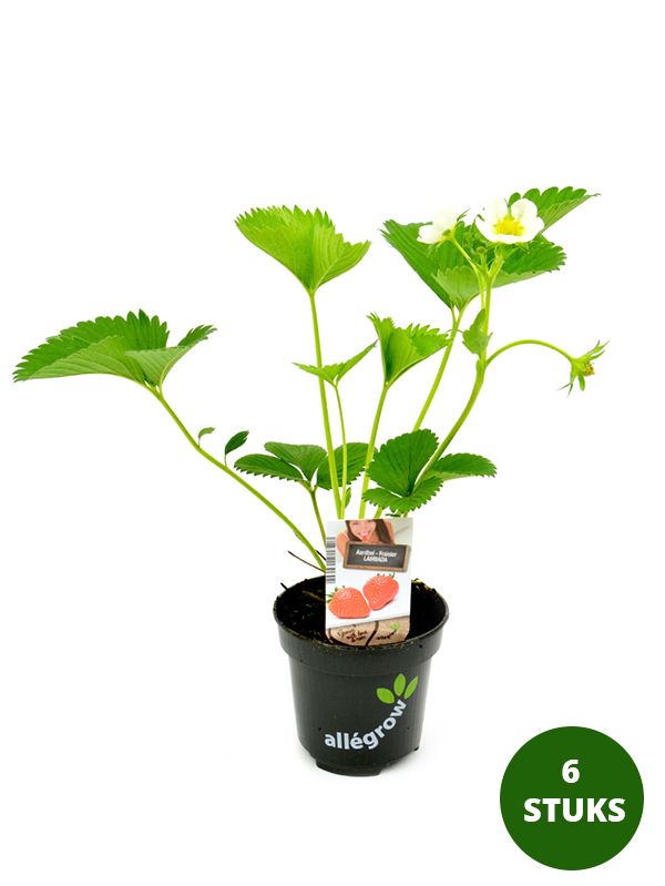 Aardbeiplant Lambada kopen | Zomerbloeier | 6 Potjes 10,5 cm | Zoete  Aardbeien
